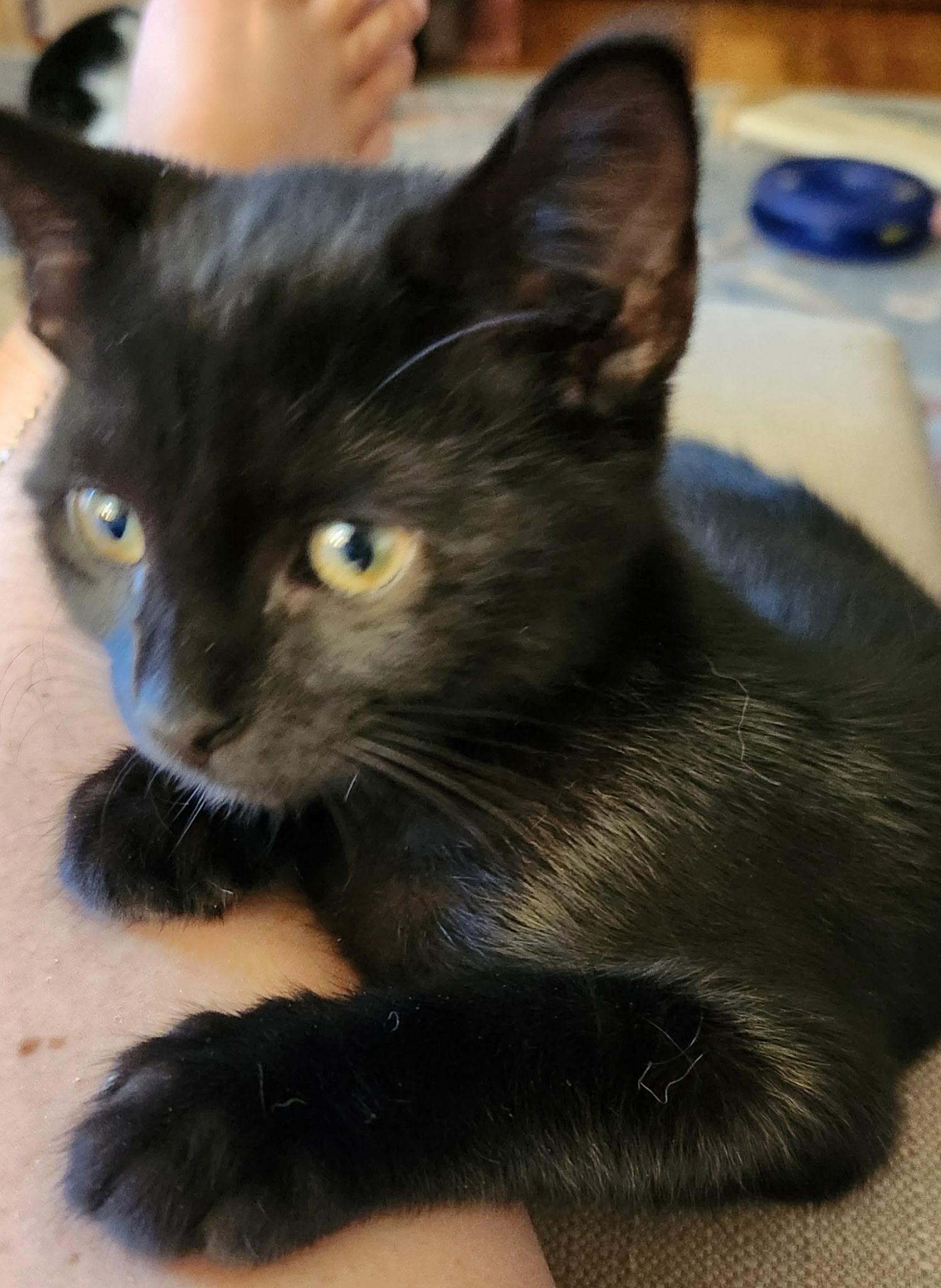 Gravy, ADOPTABLE, Kitten Male Domestic Short Hair.