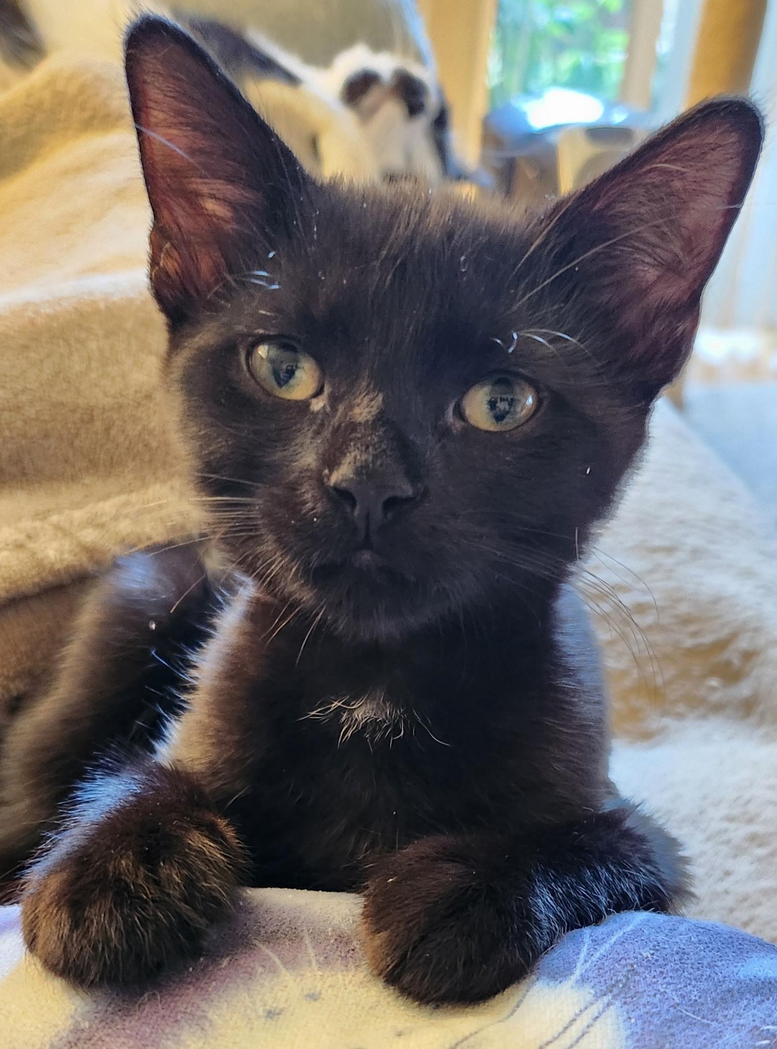Enlarge Gravy, a ADOPTABLE Domestic Short Hair in Linden, NJ image 3/6