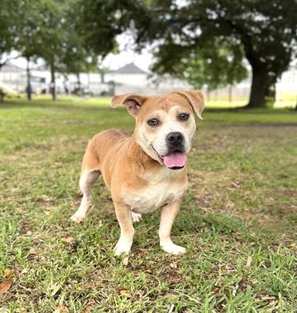 Lafayette, Adoptable, Adult Male Mixed Breed & Mixed Breed.
