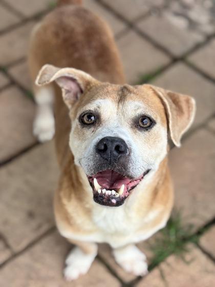 Lafayette, a Adoptable mixed breed in Houston, TX image 2/3