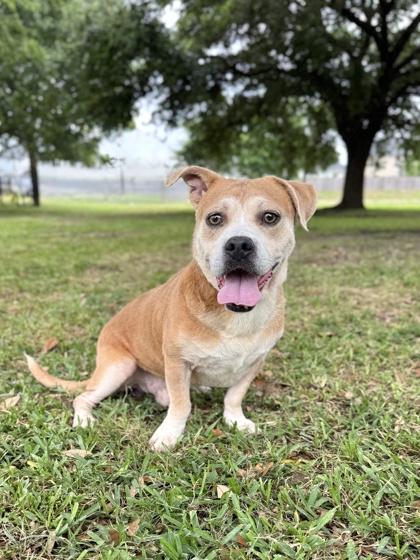 Lafayette, a Adoptable mixed breed in Houston, TX image 3/3