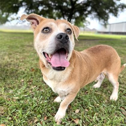 Lafayette, a Adoptable mixed breed in Houston, TX image 3/3