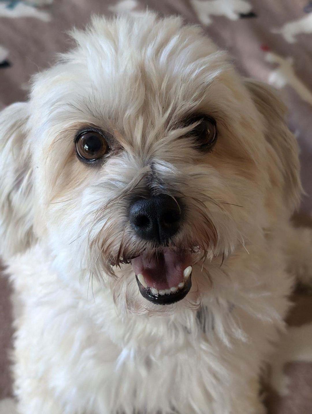 Dog for adoption Taffy in Vermillion, Ohio, a Havanese in Vermilion