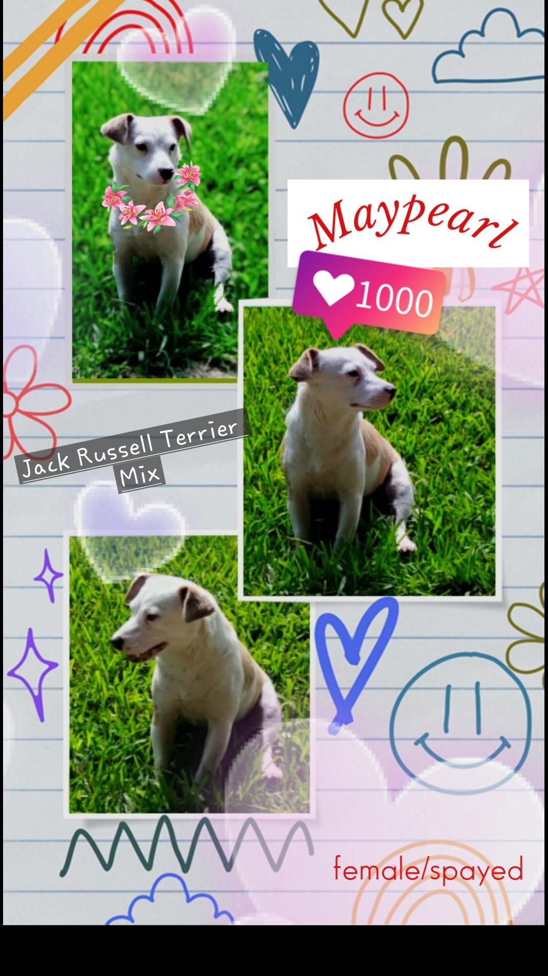 Enlarge Maypearl MV14370-T, a Adoptable mixed breed in Marysville, WA image 6/6