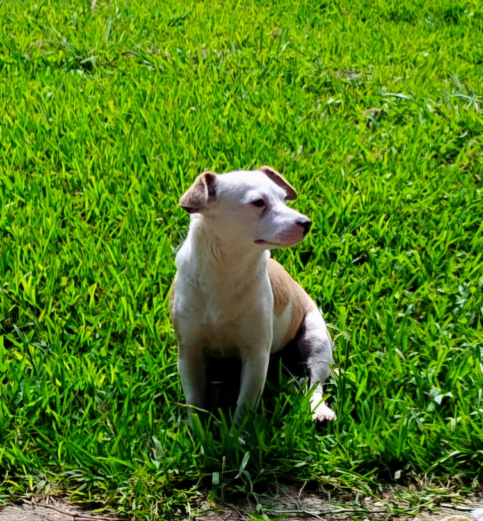 Enlarge Maypearl MV14370-T, a Adoptable mixed breed in Marysville, WA image 3/6