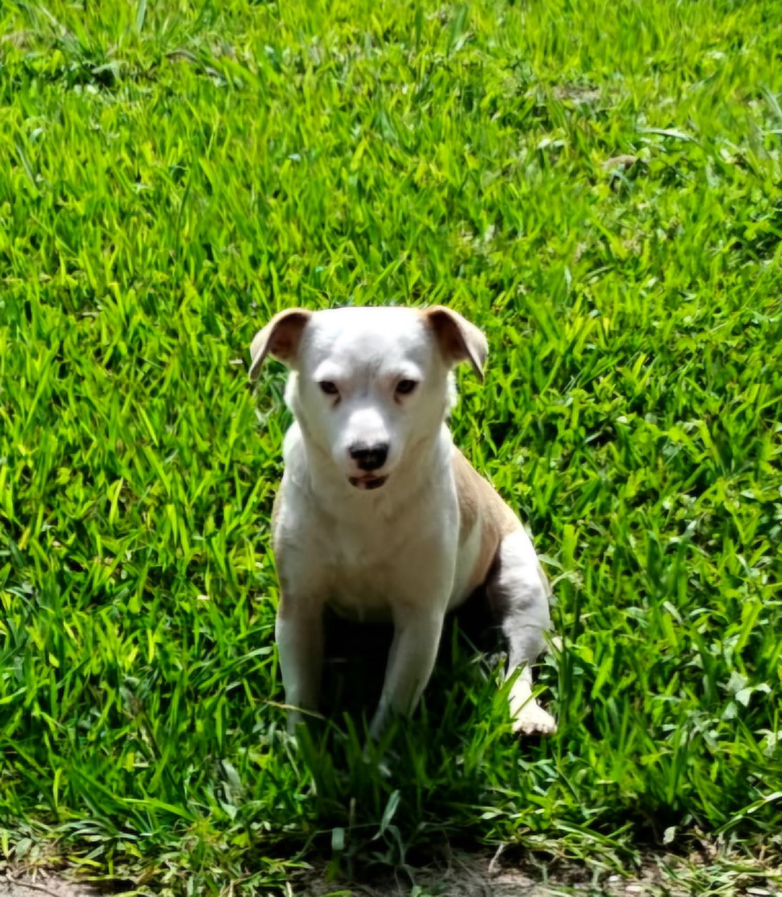 Enlarge Maypearl MV14370-T, a Adoptable mixed breed in Marysville, WA image 1/6