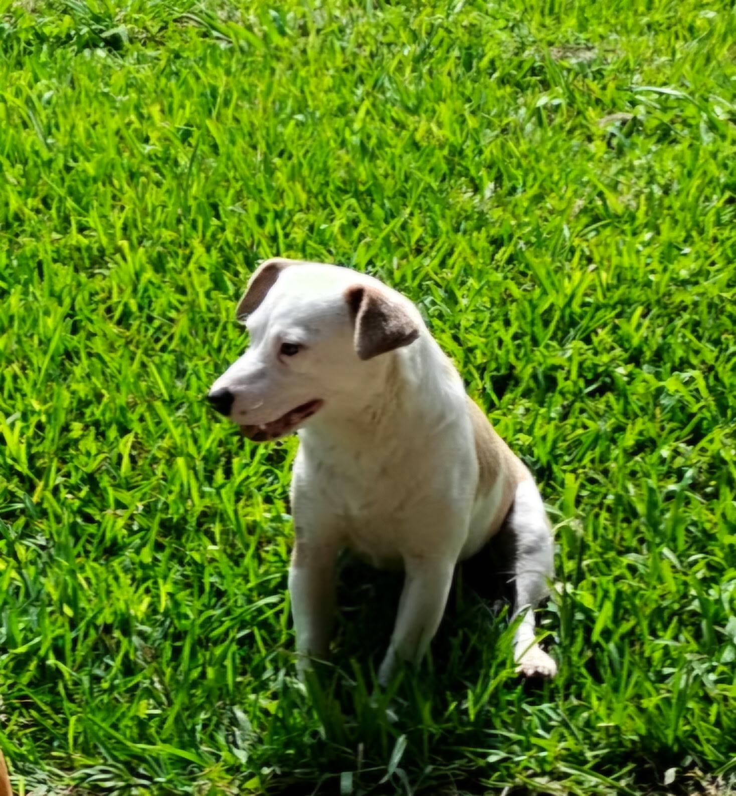 Enlarge Maypearl MV14370-T, a Adoptable mixed breed in Marysville, WA image 2/6