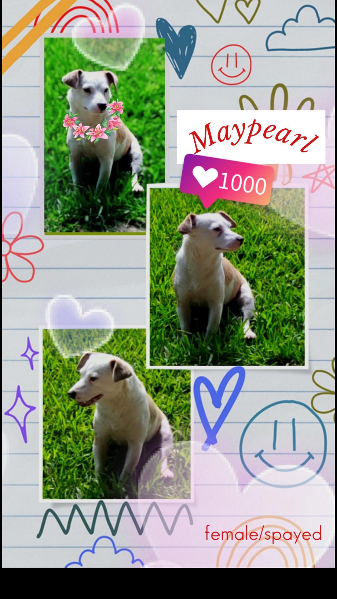 Enlarge Maypearl MV14370-T, a Adoptable mixed breed in Marysville, WA image 5/6