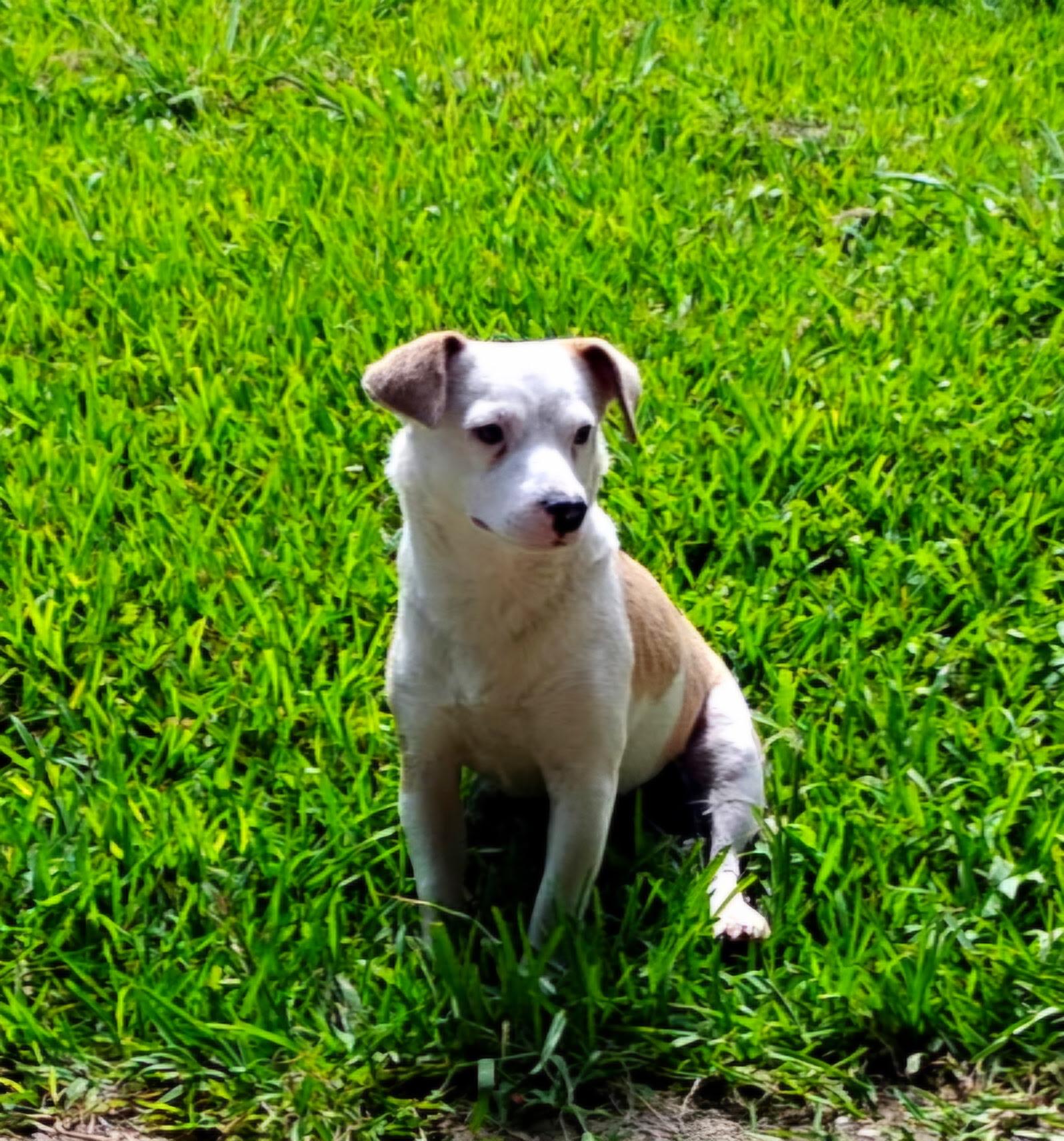 Enlarge Maypearl MV14370-T, a Adoptable mixed breed in Marysville, WA image 4/6