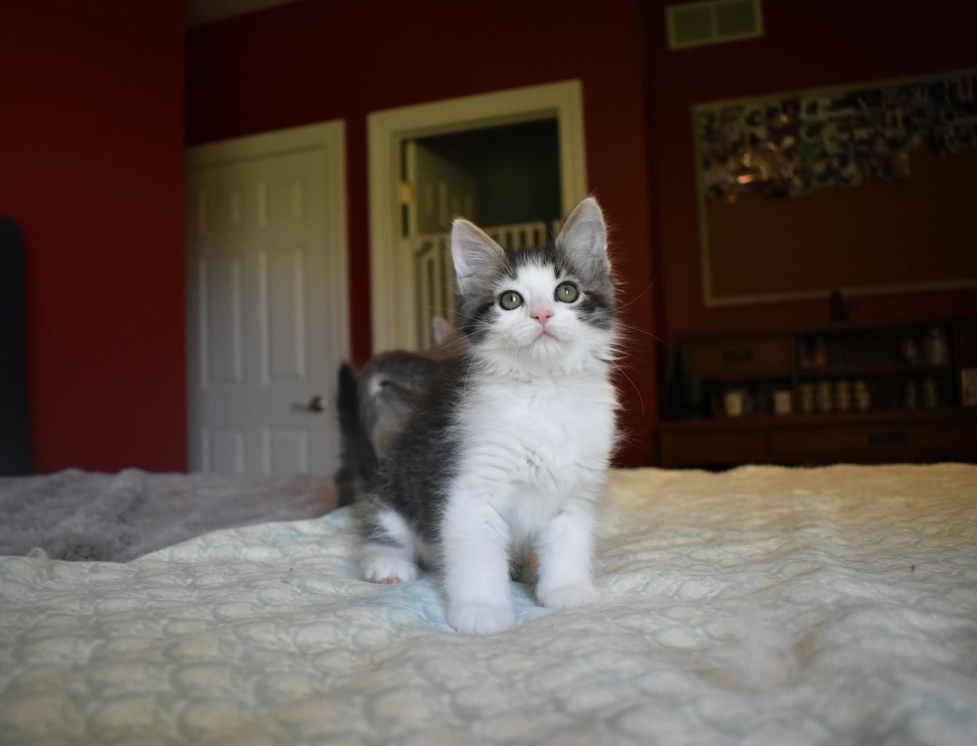 Enlarge Julius, an adopted Domestic Long Hair in Hartville, OH image 3/4