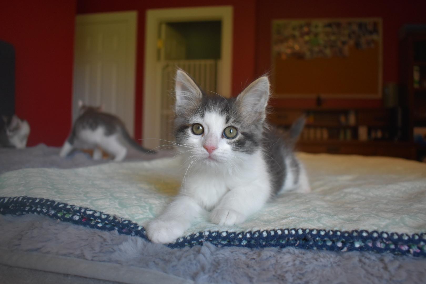 Julius, adopted, Kitten Male Domestic Long Hair.