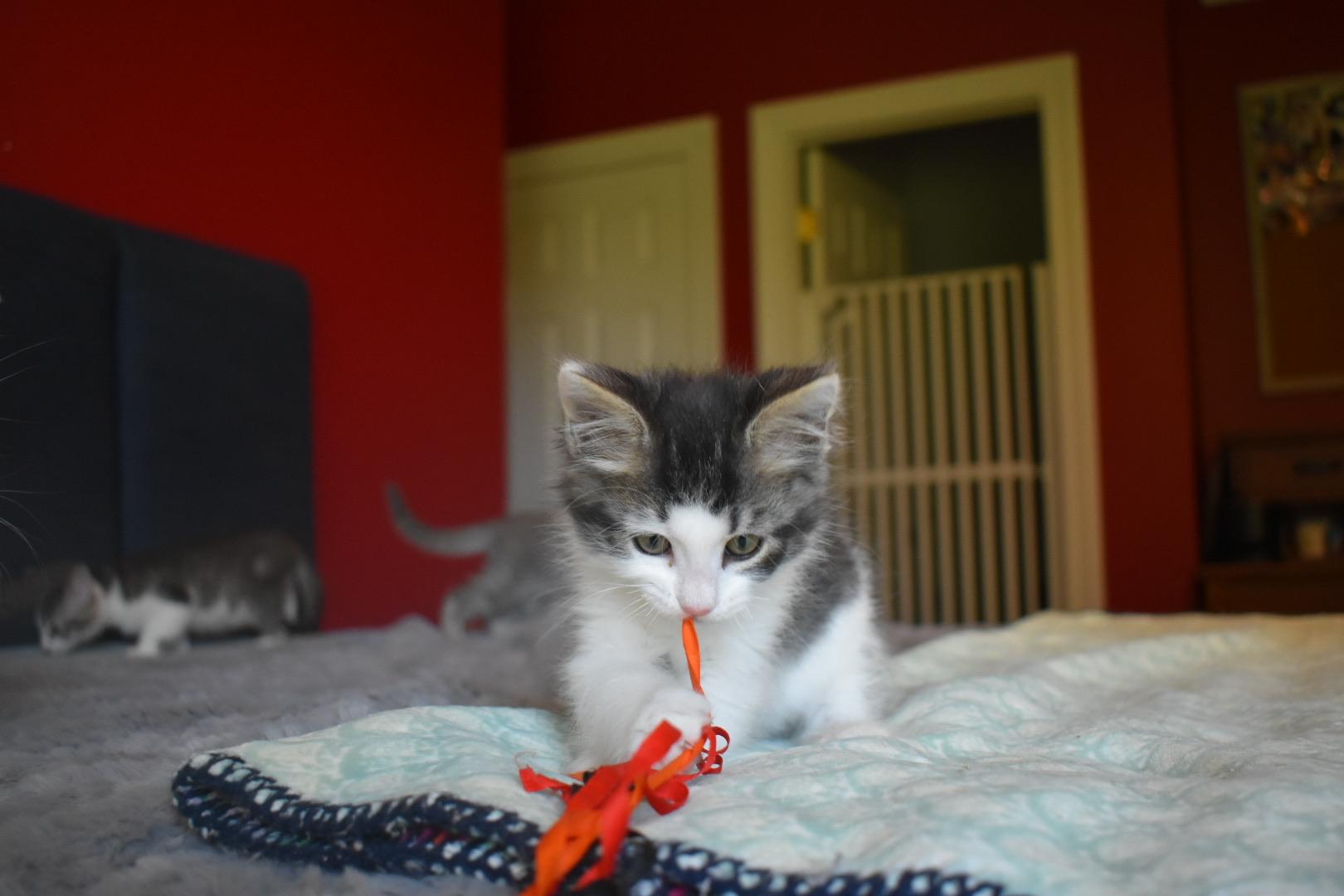 Enlarge Julius, an adopted Domestic Long Hair in Hartville, OH image 2/4