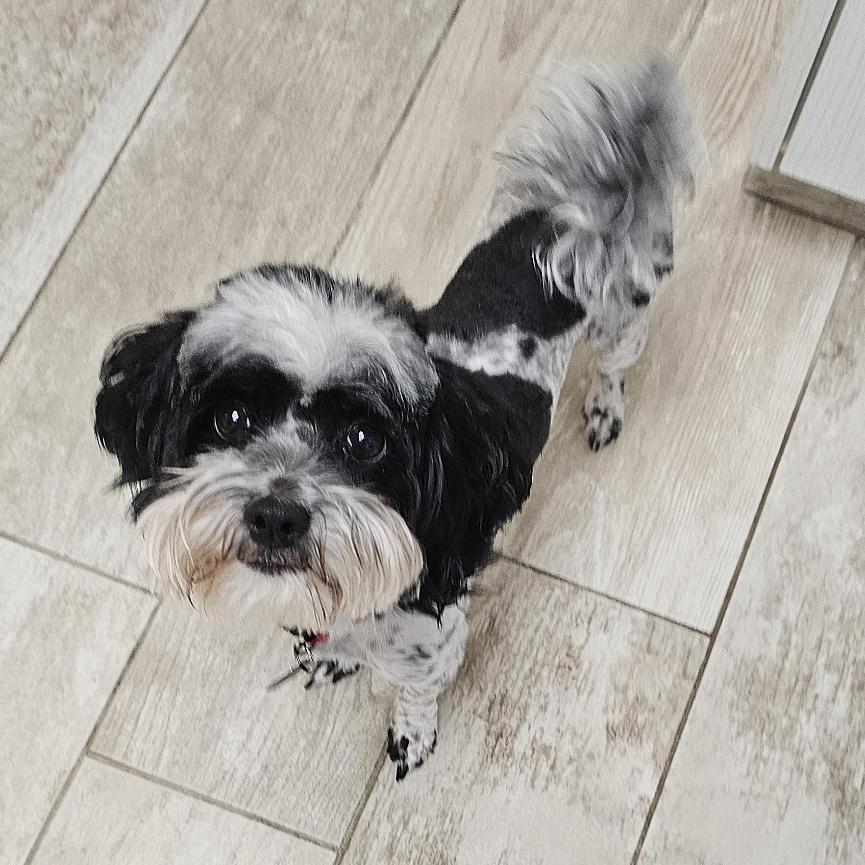 BAILEY, a Adoptable Poodle in Fenton, MI image 2/6