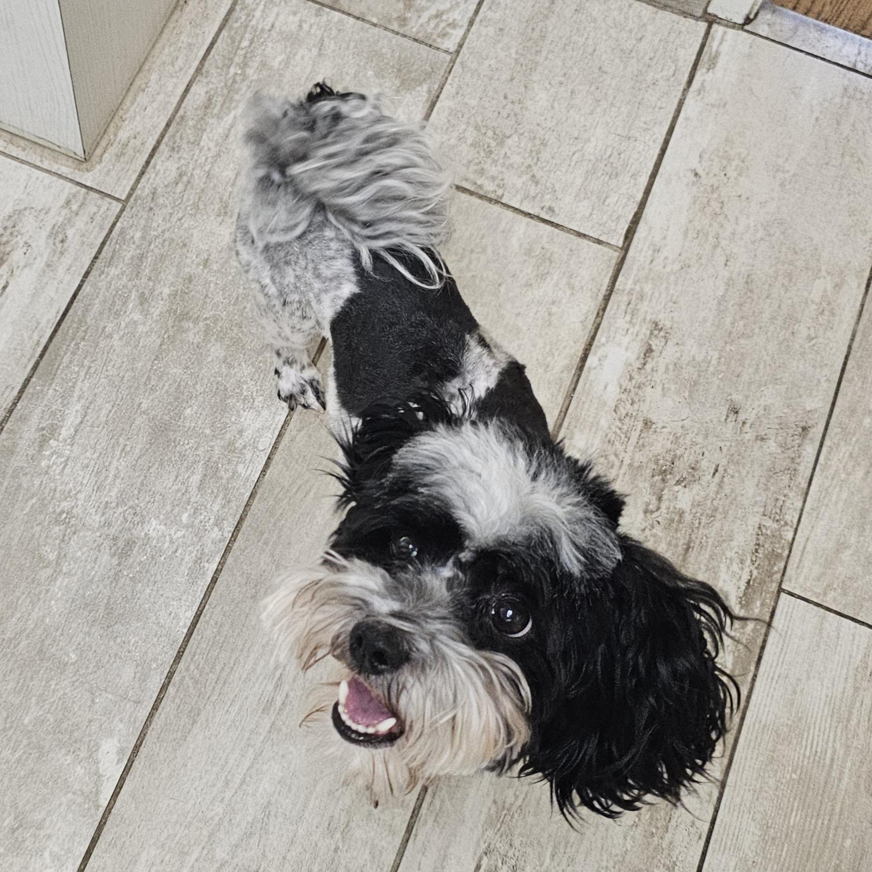 BAILEY, a Adoptable Poodle in Fenton, MI image 5/6