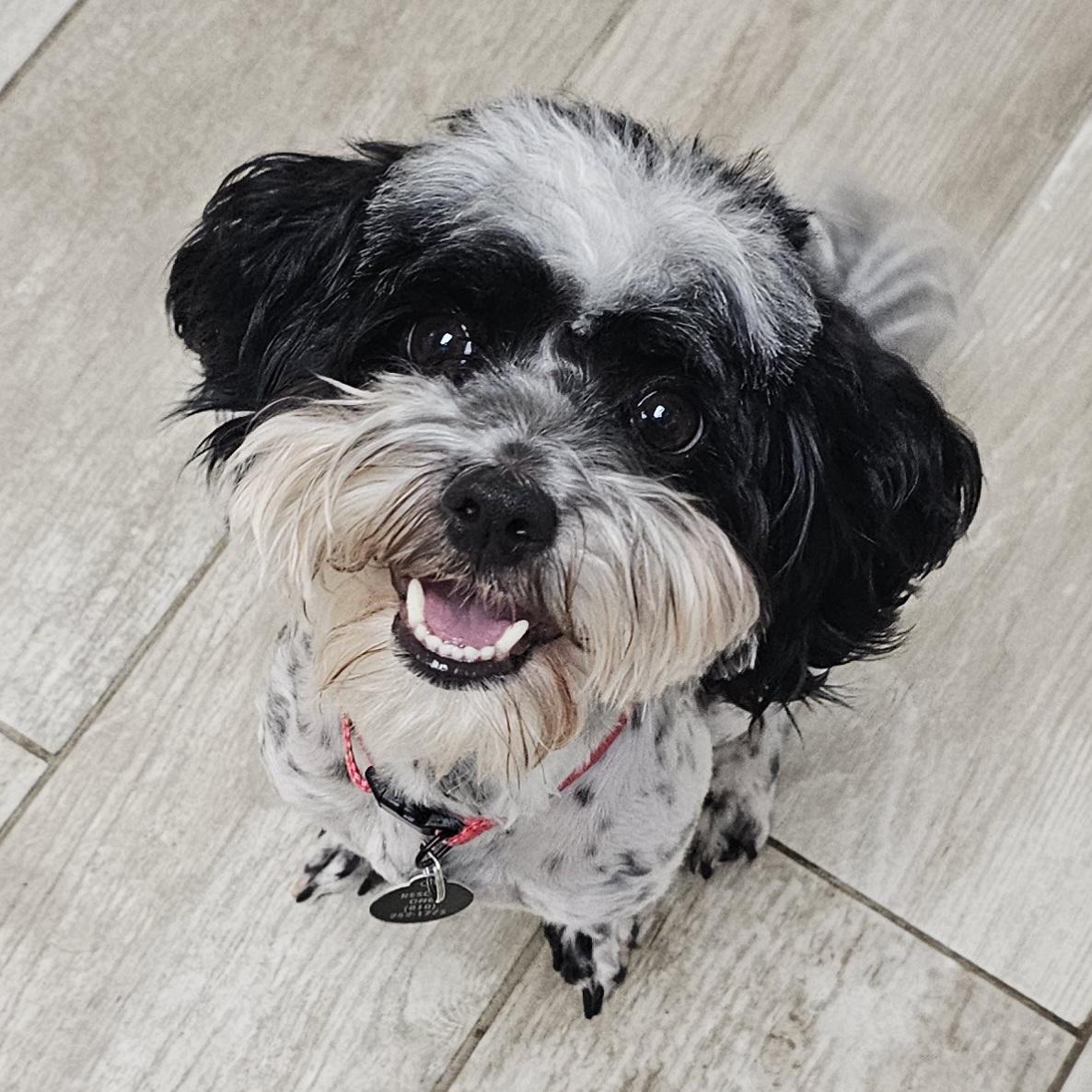 BAILEY, a Adoptable Poodle in Fenton, MI image 1/6