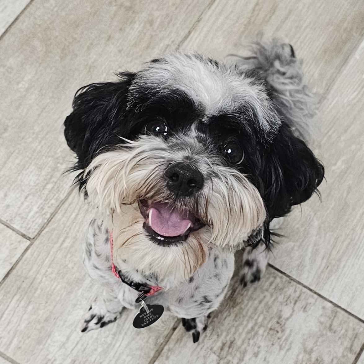 BAILEY, a Adoptable Poodle in Fenton, MI image 4/6