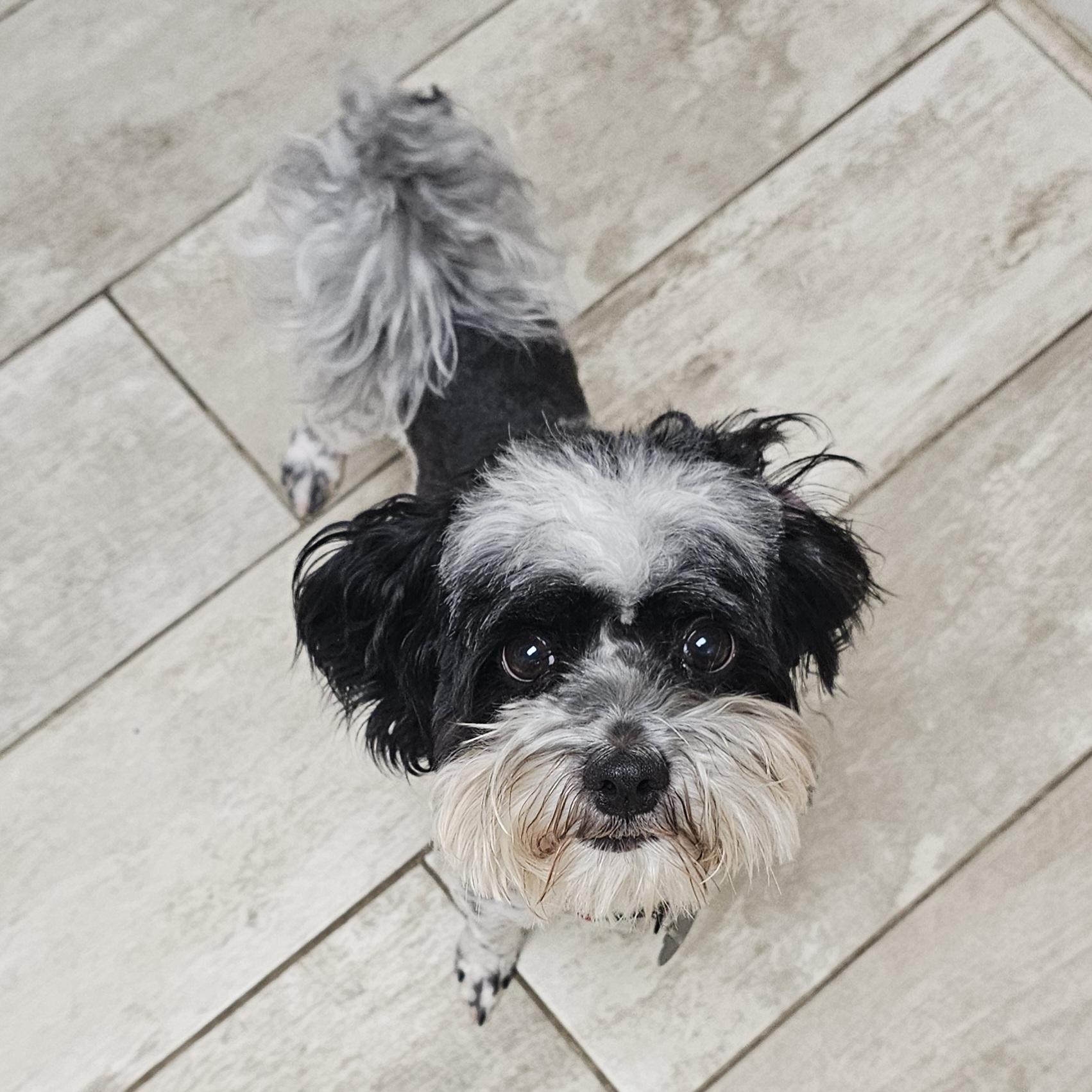 BAILEY, a Adoptable Poodle in Fenton, MI image 6/6