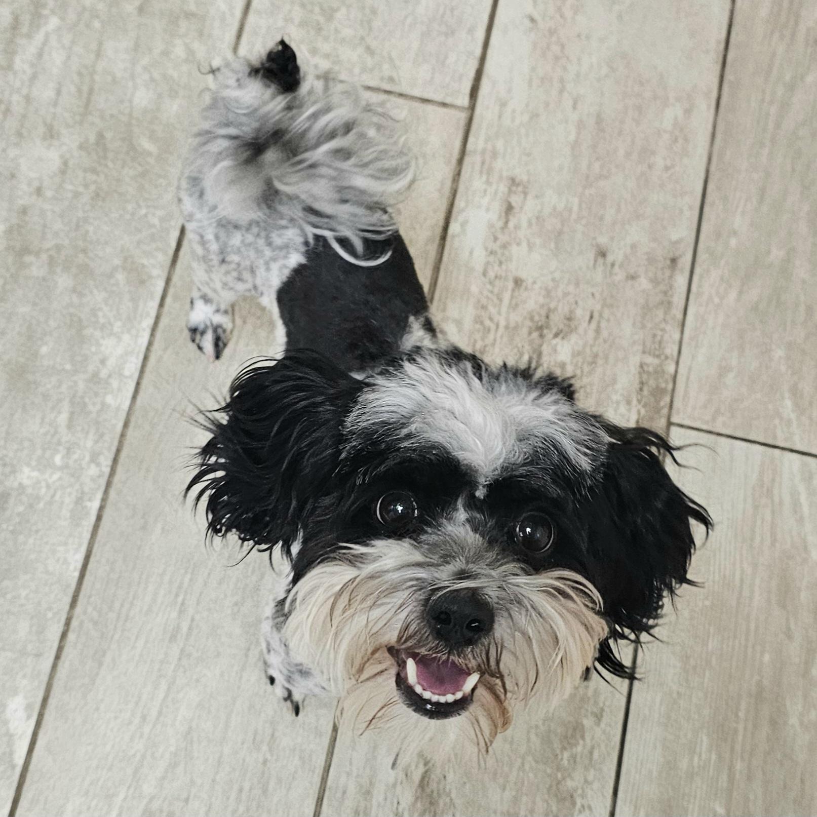 BAILEY, a Adoptable Poodle in Fenton, MI image 3/6