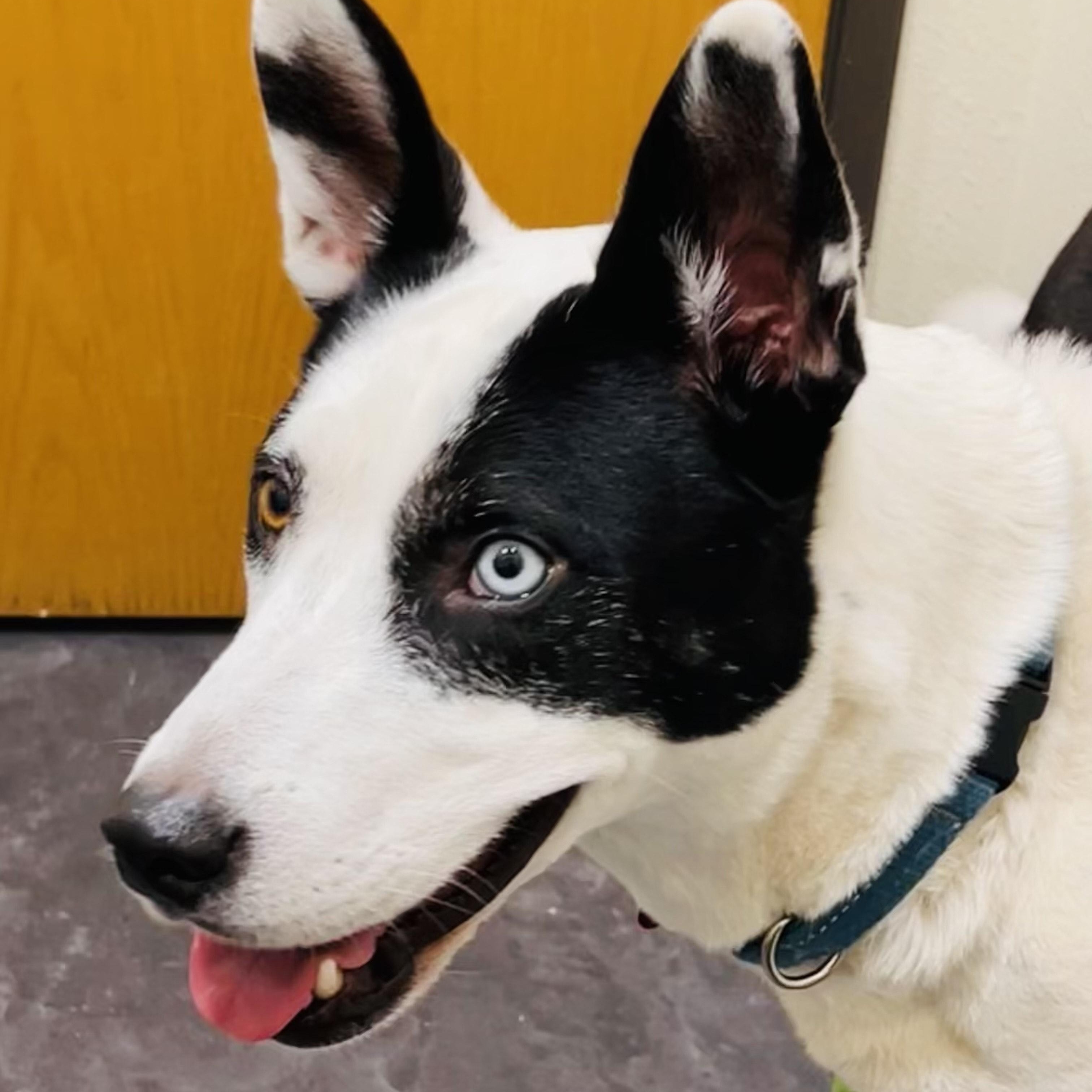 Enlarge Echo, a Adoptable mixed breed in Portland, OR image 3/6