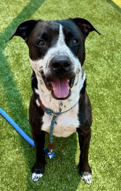 Bocephus, Adoptable, Adult Male Mastiff & Pit Bull Terrier.