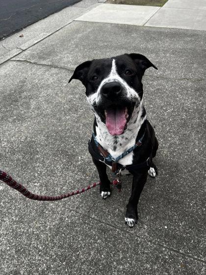 Bocephus, Adoptable, Adult Male Mastiff & Pit Bull Terrier.
