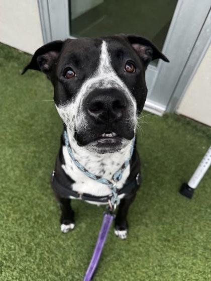 Bocephus, Adoptable, Adult Male Mastiff & Pit Bull Terrier.