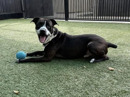 Enlarge Bocephus, a Adoptable mixed breed in Roseville, CA image 2/3