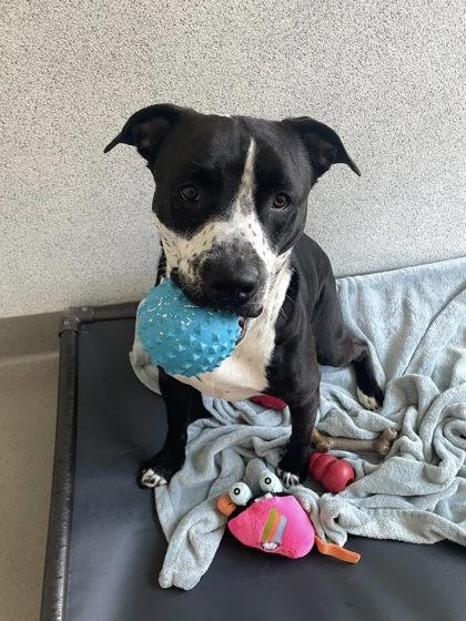 Bocephus, a Adoptable mixed breed in Roseville, CA image 3/3