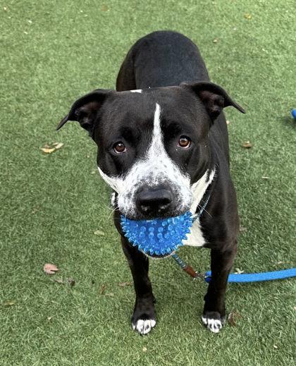 Enlarge Bocephus, a Adoptable mixed breed in Roseville, CA image 3/3