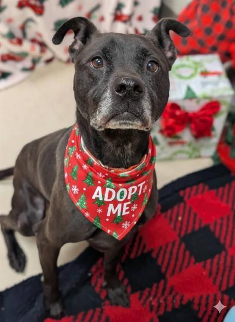 RAVI, Adoptable, Adult Male Mixed Breed.