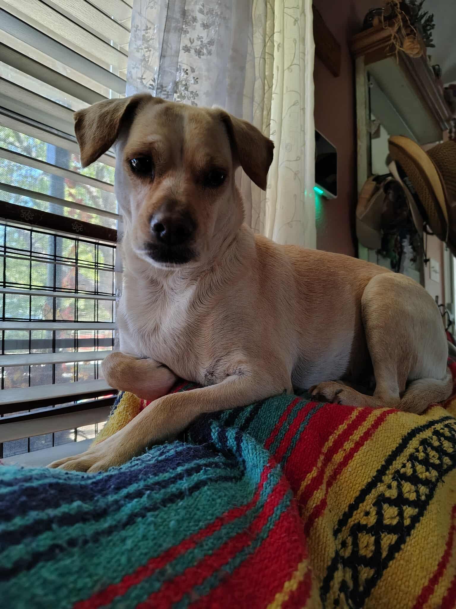 Honey Bear, ADOPTABLE, Adult Female Terrier.