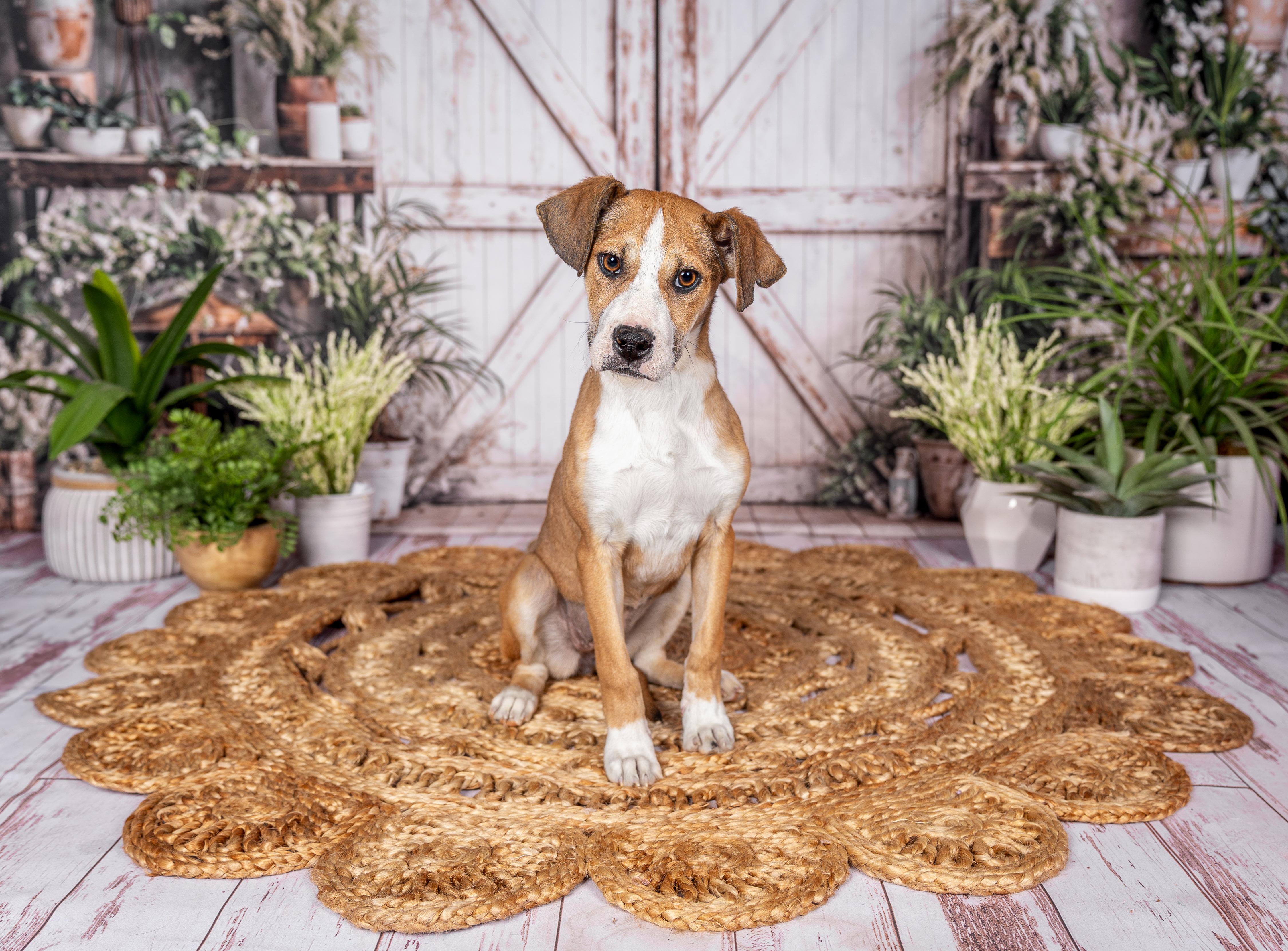 Enlarge Pebbles, a Adopted mixed breed in MOORESVILLE, NC image 1/3