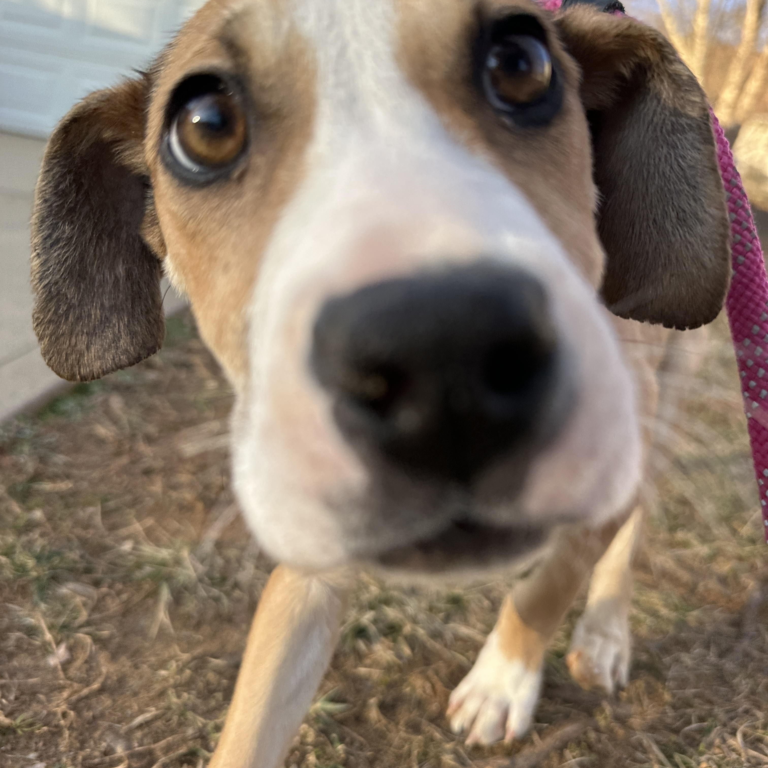 Enlarge Pebbles, a Adopted mixed breed in MOORESVILLE, NC image 2/3