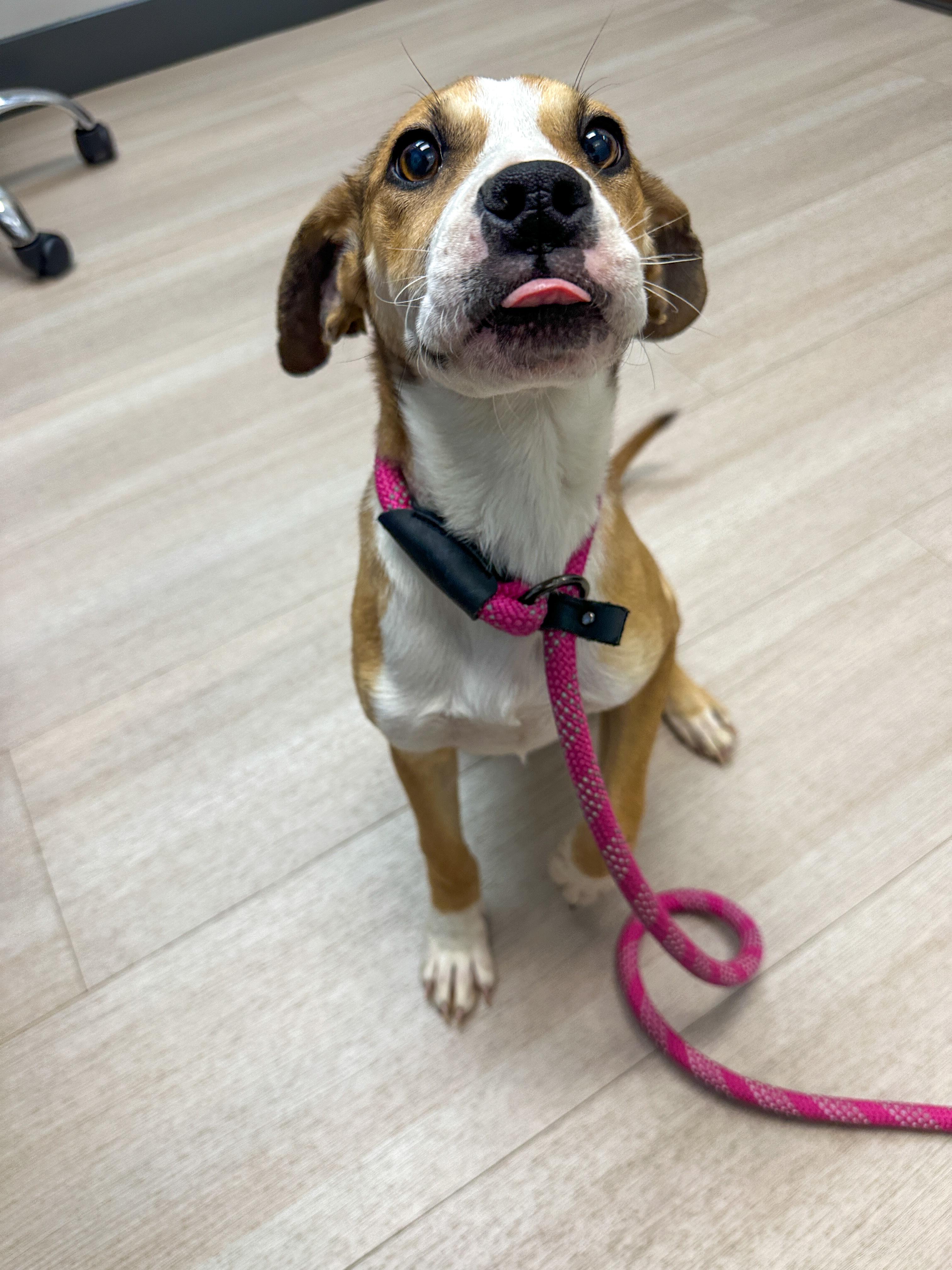 Pebbles, Adopted, Young Female Boxer & Hound.