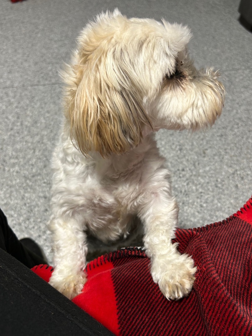 Callie super sweet !, a Adopted Havanese in Antwerp, OH image 1/6