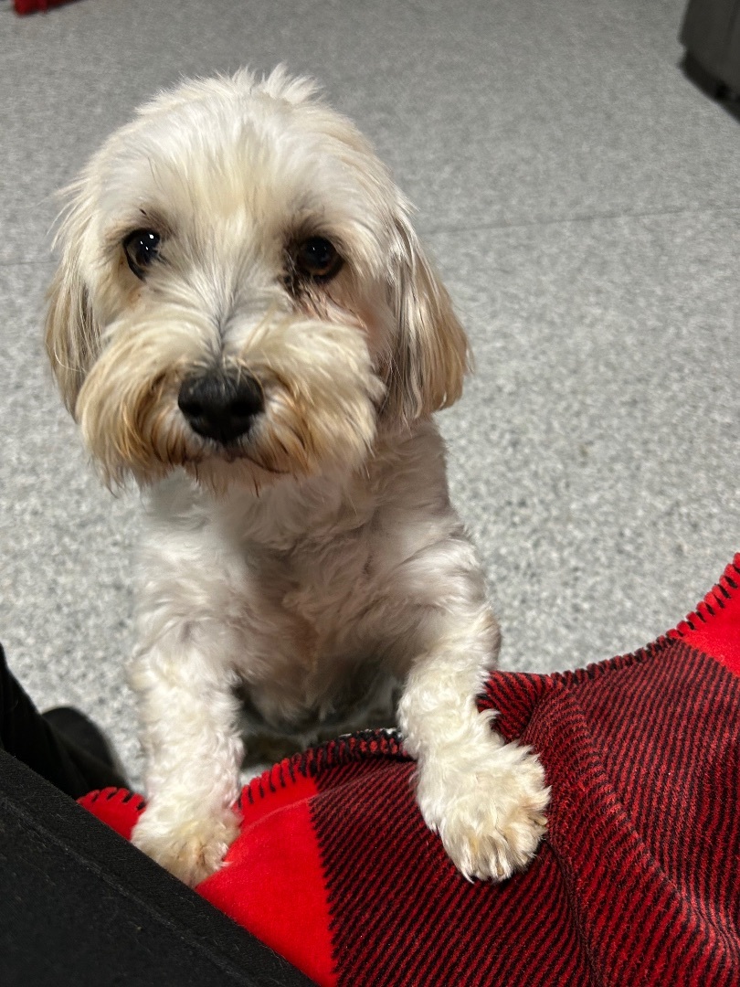 Callie super sweet !, a Adopted Havanese in Antwerp, OH image 2/6