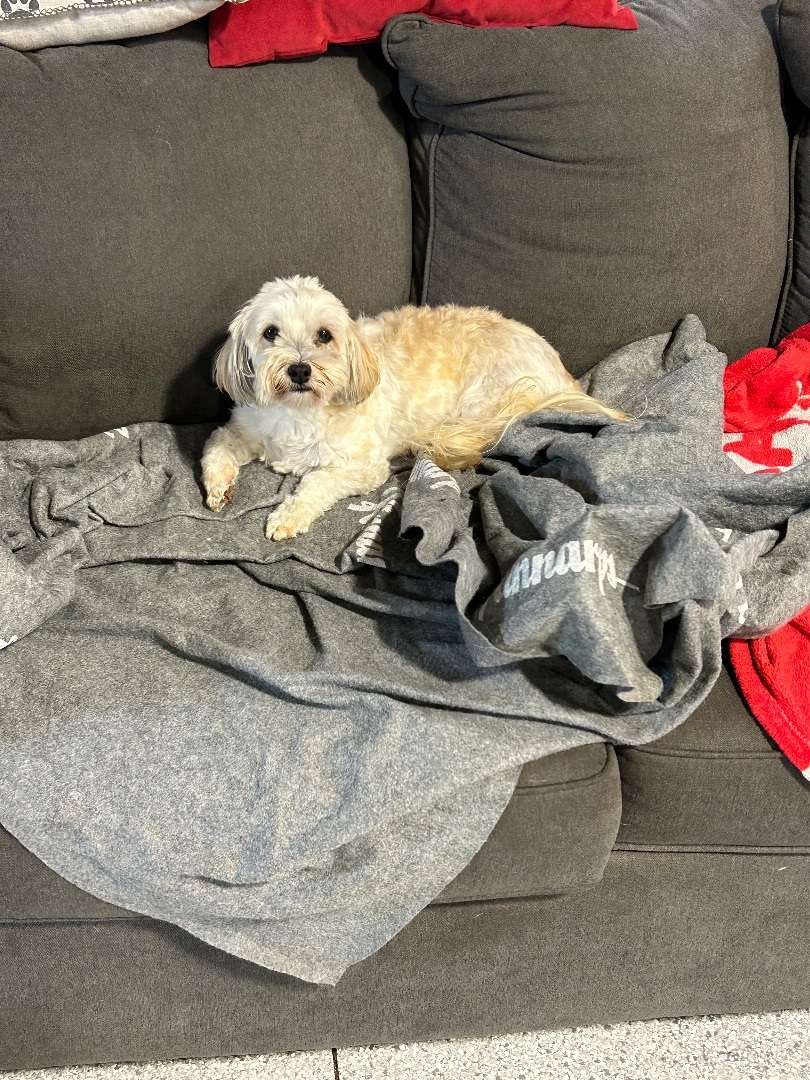 Callie super sweet !, a Adopted Havanese in Antwerp, OH image 3/6