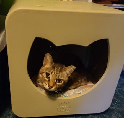 Snickers, Adoptable, Adult Female Domestic Short Hair & Domestic Short Hair.