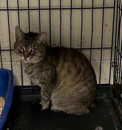 Enlarge Snickers, a Adoptable Domestic Short Hair in Anderson, IN image 4/6