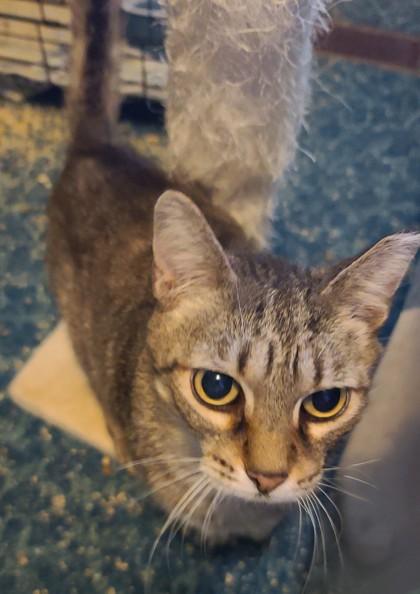 Enlarge Snickers, a Adoptable Domestic Short Hair in Anderson, IN image 5/6