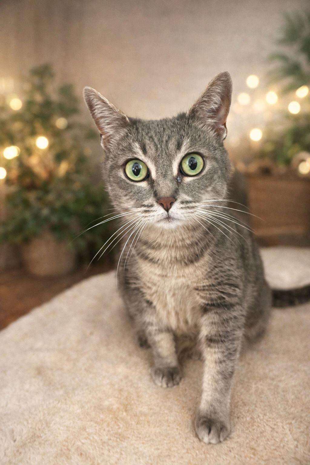 Rockledge, Adoptable, Adult Female Domestic Short Hair.