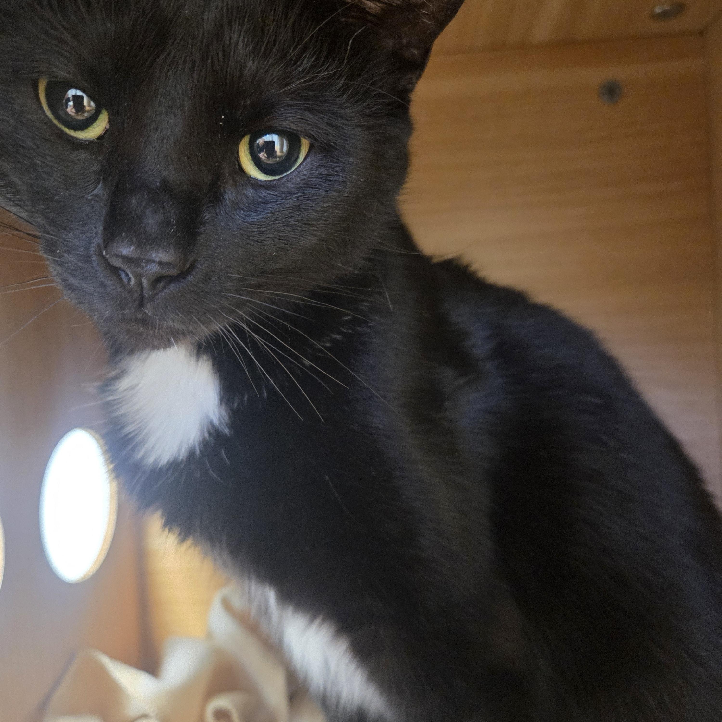 Enlarge Kiwi, a ADOPTABLE Domestic Short Hair in Rushville, IN image 1/1