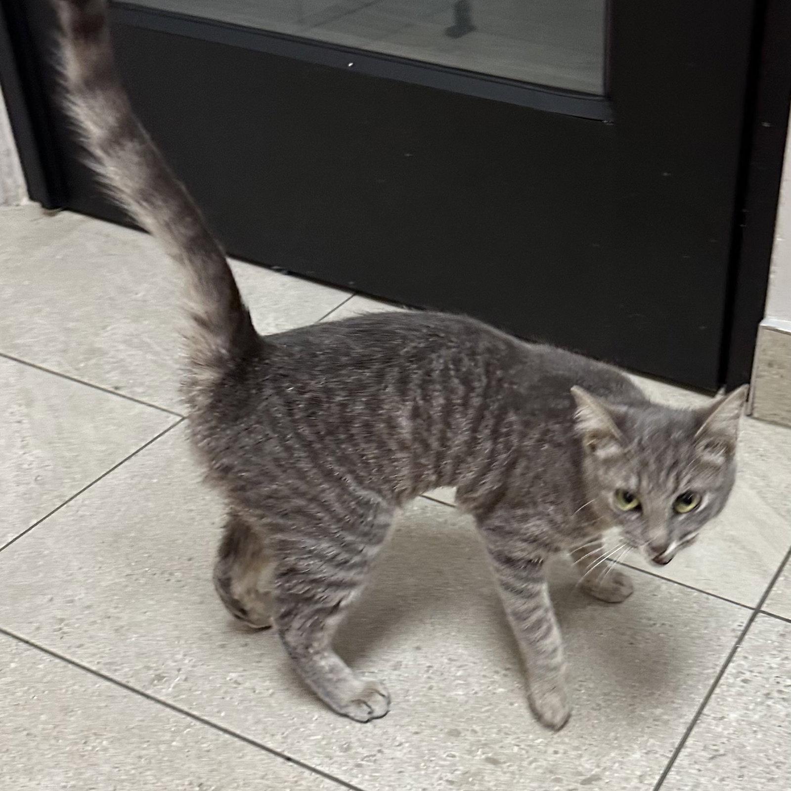 Enlarge Flash, a Adoptable Domestic Short Hair in Rowlett, TX image 1/3