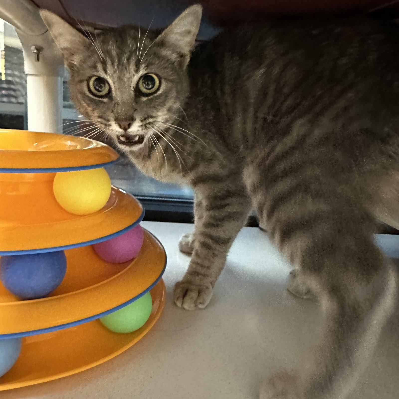 Enlarge Flash, a Adoptable Domestic Short Hair in Rowlett, TX image 2/3