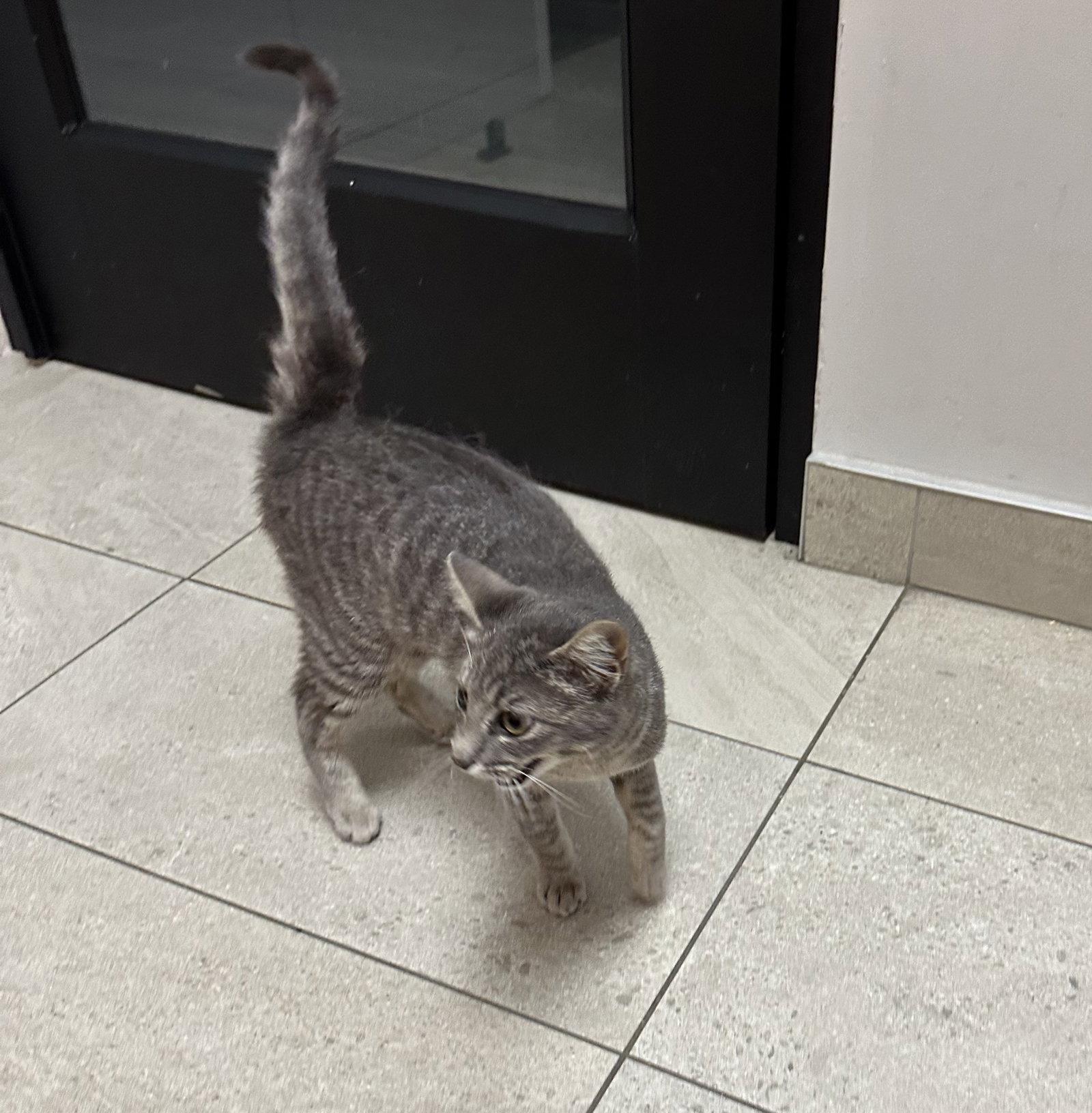 Enlarge Flash, a Adoptable Domestic Short Hair in Rowlett, TX image 3/3