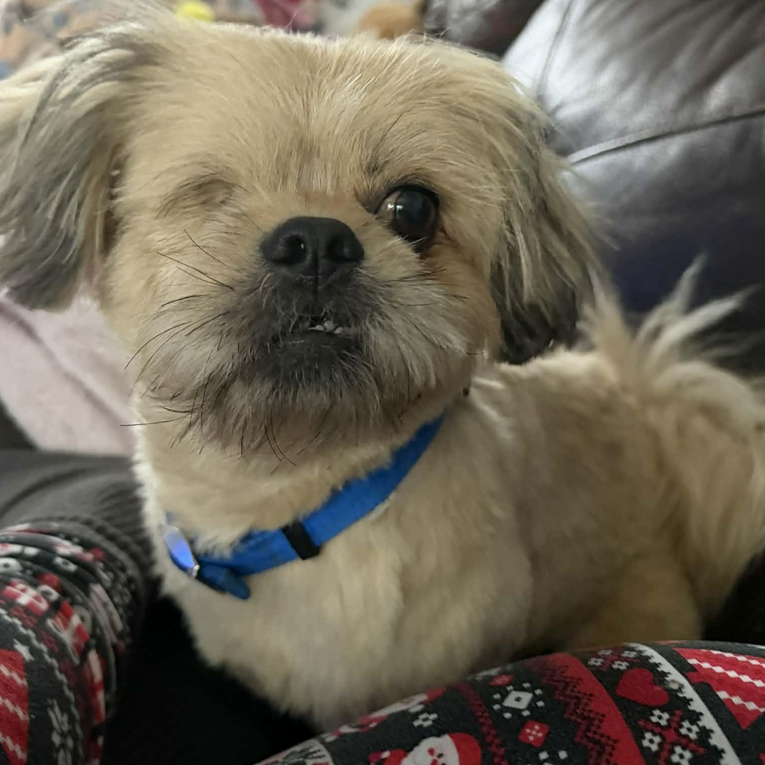 Buddy, Adoptable, Young Male Shih Tzu.