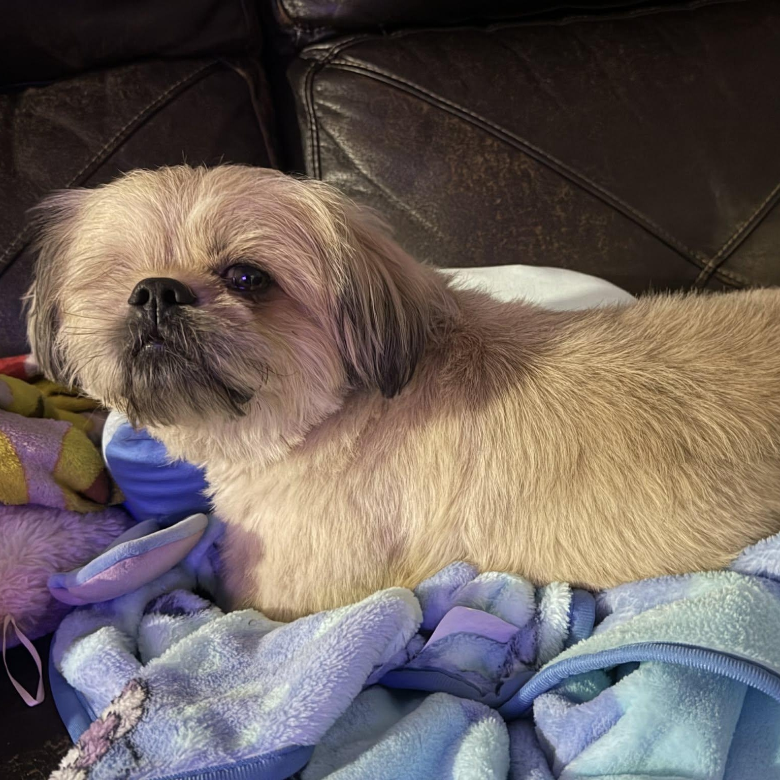 Enlarge Buddy, a Adoptable Shih Tzu in Homer Glen, IL image 4/6
