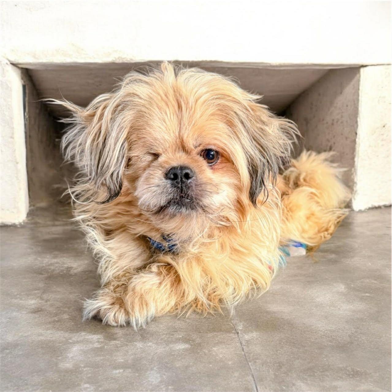 Enlarge Buddy, a Adoptable Shih Tzu in Homer Glen, IL image 3/6
