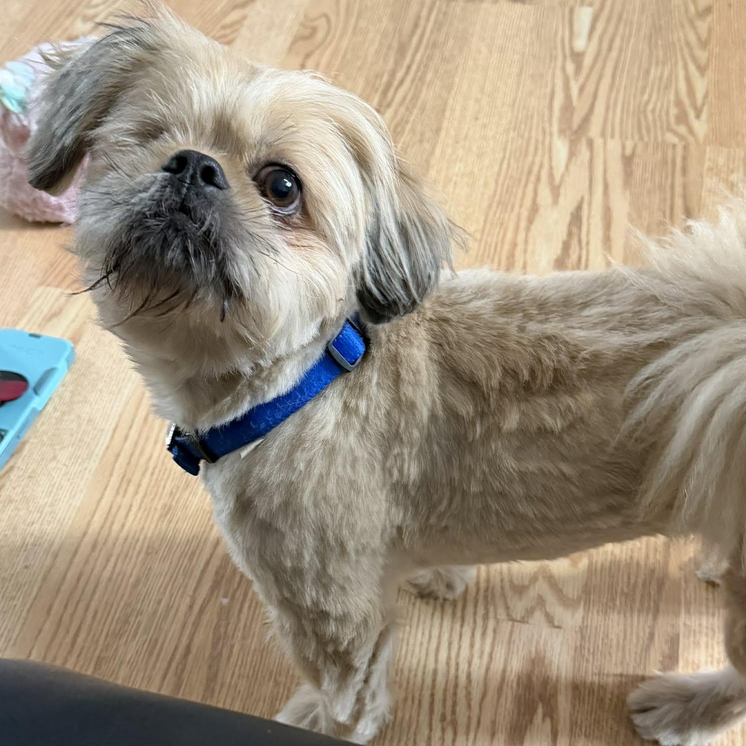 Enlarge Buddy, a Adoptable Shih Tzu in Homer Glen, IL image 2/6