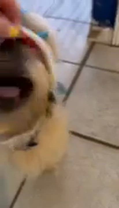 Enlarge Buddy, a Adoptable Shih Tzu in Homer Glen, IL video 6/6